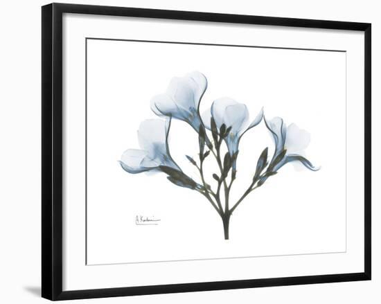 Oleander Portrait-Albert Koetsier-Framed Premium Giclee Print