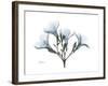 Oleander Portrait-Albert Koetsier-Framed Premium Giclee Print