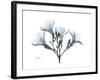 Oleander Portrait-Albert Koetsier-Framed Premium Giclee Print