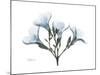 Oleander Portrait-Albert Koetsier-Mounted Premium Giclee Print