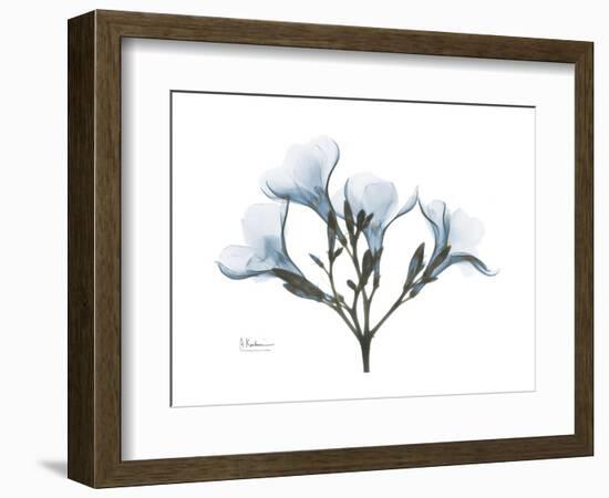 Oleander Portrait-Albert Koetsier-Framed Premium Giclee Print