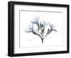 Oleander Portrait-Albert Koetsier-Framed Premium Giclee Print