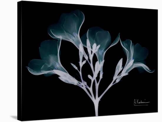 Oleander Whispers-Albert Koetsier-Stretched Canvas