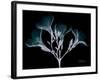 Oleander Whispers-Albert Koetsier-Framed Art Print