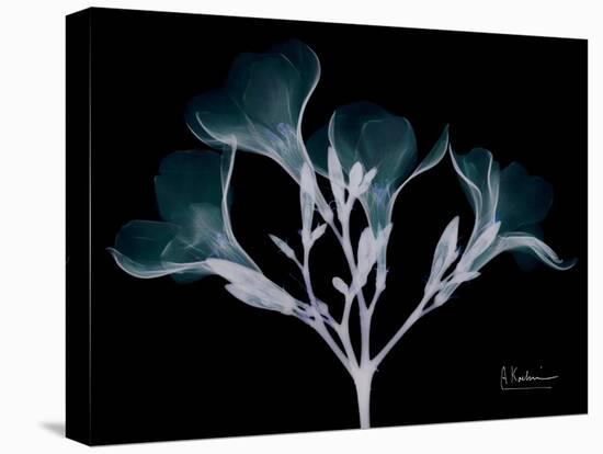 Oleander Whispers-Albert Koetsier-Stretched Canvas