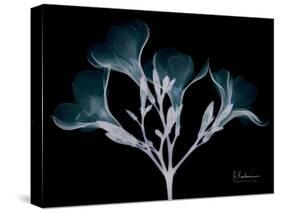 Oleander Whispers-Albert Koetsier-Stretched Canvas