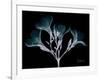 Oleander Whispers-Albert Koetsier-Framed Art Print