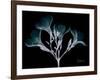 Oleander Whispers-Albert Koetsier-Framed Art Print