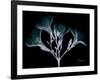 Oleander Whispers-Albert Koetsier-Framed Art Print