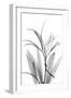 Oleander White Seed Pod-Albert Koetsier-Framed Art Print