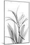 Oleander White Seed Pod-Albert Koetsier-Mounted Art Print