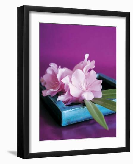 Oleander-Amelie Vuillon-Framed Art Print