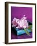 Oleander-Amelie Vuillon-Framed Art Print