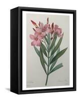 Oleander-Pierre-Joseph Redoute-Framed Stretched Canvas