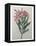 Oleander-Pierre-Joseph Redoute-Framed Stretched Canvas