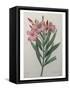 Oleander-Pierre-Joseph Redoute-Framed Stretched Canvas