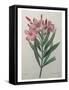 Oleander-Pierre-Joseph Redoute-Framed Stretched Canvas