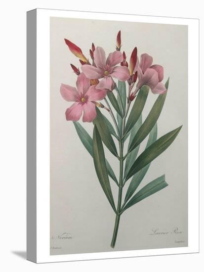 Oleander-Pierre-Joseph Redoute-Stretched Canvas