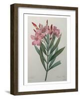 Oleander-Pierre-Joseph Redoute-Framed Art Print