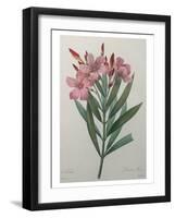 Oleander-Pierre-Joseph Redoute-Framed Art Print