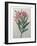 Oleander-Pierre-Joseph Redoute-Framed Art Print