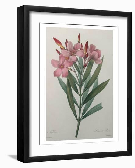 Oleander-Pierre-Joseph Redoute-Framed Art Print