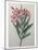 Oleander-Pierre-Joseph Redoute-Mounted Art Print