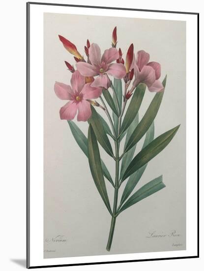 Oleander-Pierre-Joseph Redoute-Mounted Art Print