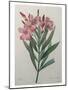 Oleander-Pierre-Joseph Redoute-Mounted Art Print