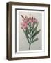 Oleander-Pierre-Joseph Redoute-Framed Art Print