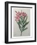 Oleander-Pierre-Joseph Redoute-Framed Art Print