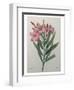 Oleander-Pierre-Joseph Redoute-Framed Art Print