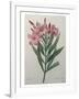 Oleander-Pierre-Joseph Redoute-Framed Art Print