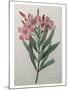 Oleander-Pierre-Joseph Redoute-Mounted Art Print