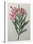 Oleander-Pierre-Joseph Redoute-Stretched Canvas