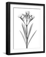 Oleander-Albert Koetsier-Framed Art Print