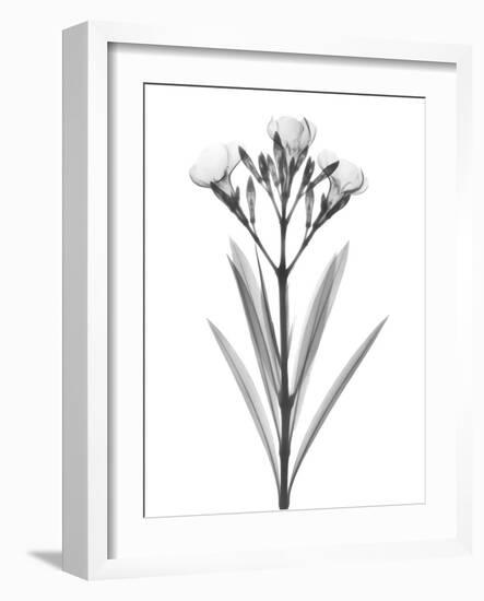 Oleander-Albert Koetsier-Framed Art Print