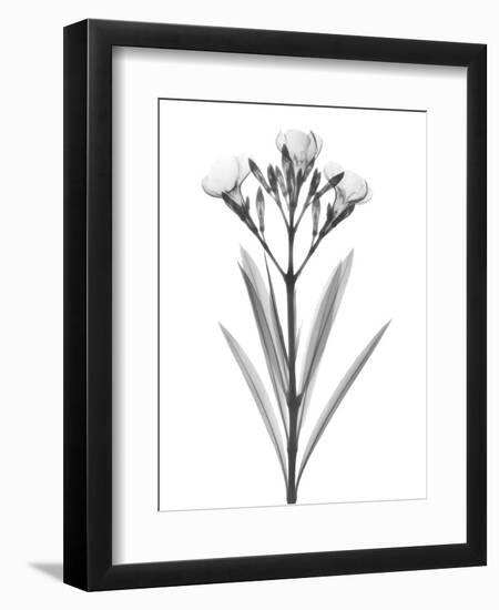 Oleander-Albert Koetsier-Framed Art Print