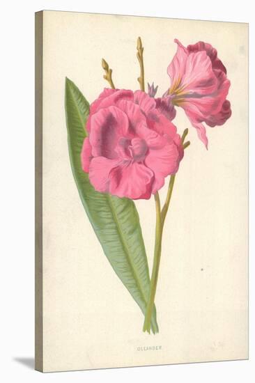Oleander-Frederick Edward Hulme-Stretched Canvas