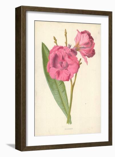 Oleander-Frederick Edward Hulme-Framed Giclee Print