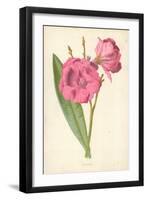 Oleander-Frederick Edward Hulme-Framed Giclee Print