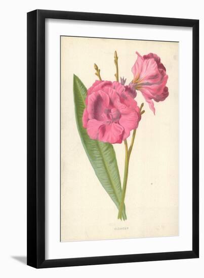 Oleander-Frederick Edward Hulme-Framed Giclee Print