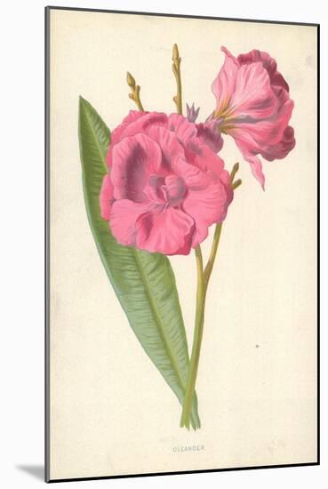 Oleander-Frederick Edward Hulme-Mounted Giclee Print