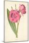 Oleander-Frederick Edward Hulme-Mounted Giclee Print