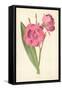 Oleander-Frederick Edward Hulme-Framed Stretched Canvas