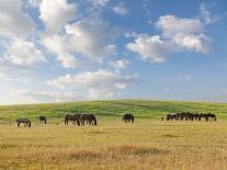 Group of Horses Eating Grass on Pasture in Summer Day-olechowski-Photographic Print