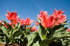Red Tulip Flowers in Sunny Park on Blue Sky-olechowski-Photographic Print