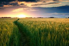 Beautiful Sunset, Field with Pathway to Sun, Green Wheat-Oleg Saenco-Mounted Photographic Print