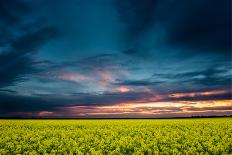 Colorful Sunset in Yellow Rapeseed Field-Oleg Saenco-Photographic Print