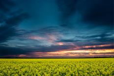 Beautiful Sunset, Field with Pathway to Sun, Green Wheat-Oleg Saenco-Framed Photographic Print